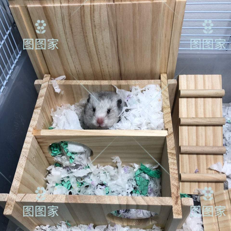 小仓鼠平台(小仓鼠平台强制下款审核没通过后怎么销户)