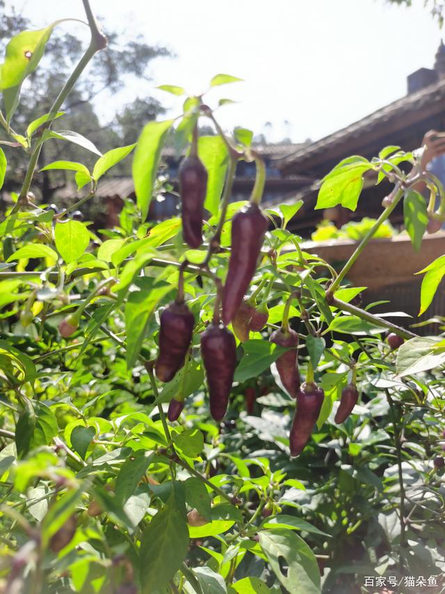 小辣椒违法吗(小辣椒app是诈骗软件吗)