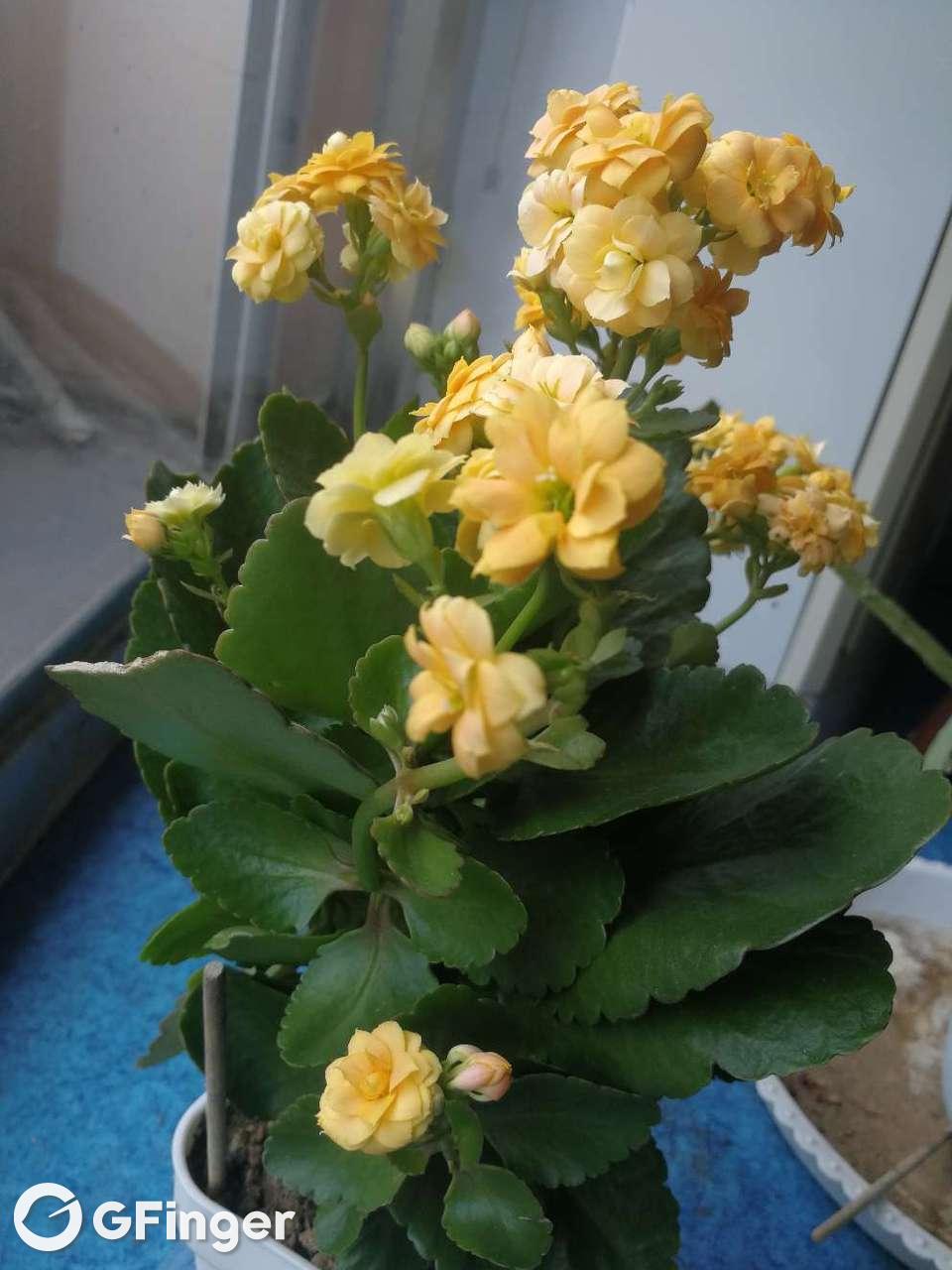 金圣花怎么样(金圣青花价格表和图片)