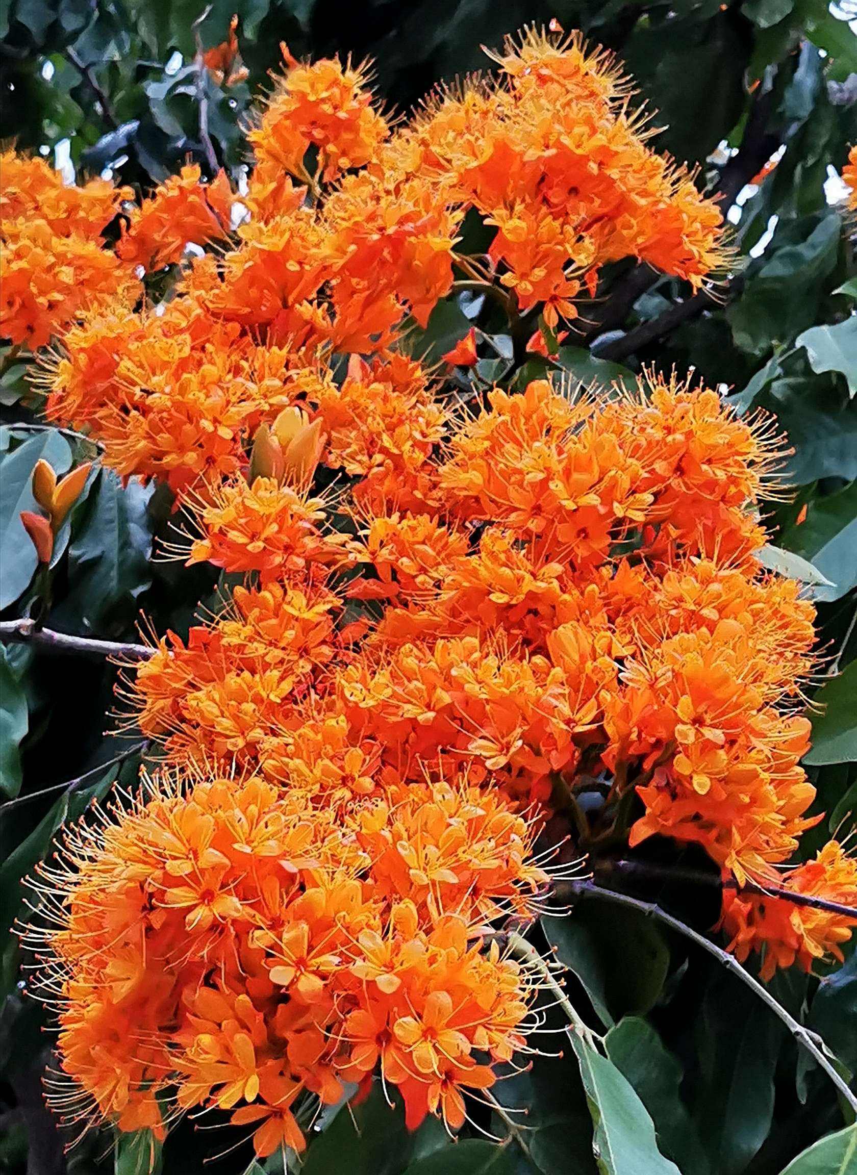 无忧花怎么样(无忧花怎么样才能开花)