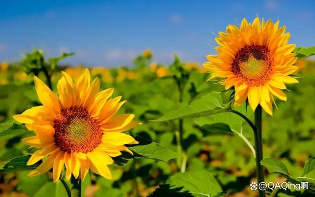 无忧花多大可以借钱(无忧花介绍)