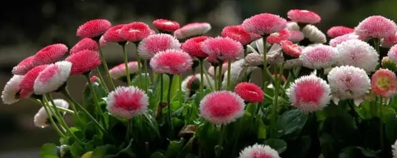 幸福花是什么贷款(幸福花贷款是套路贷吗)