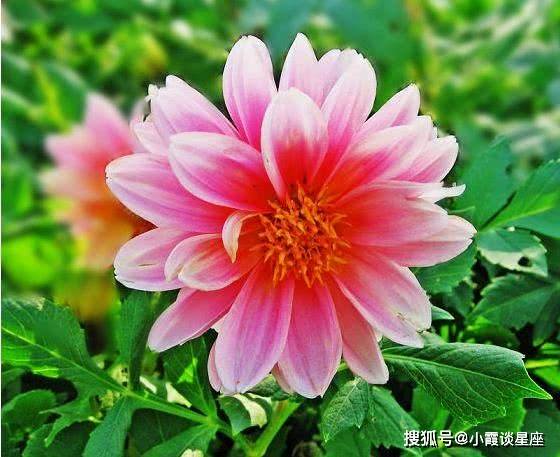 財唫花怎么样?有人用过吗?(huai财)