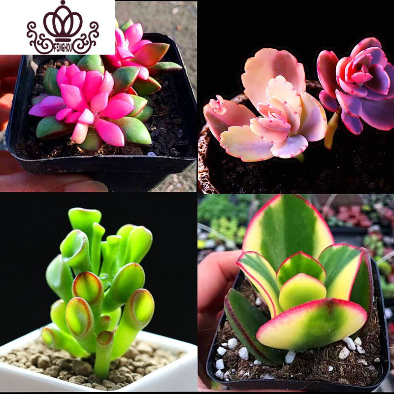 財唫花怎么样?有人用过吗?(huai财)