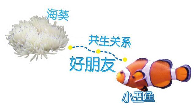 小丑鱼不还款会怎样(小丑鱼被欺负的不吃饭了)