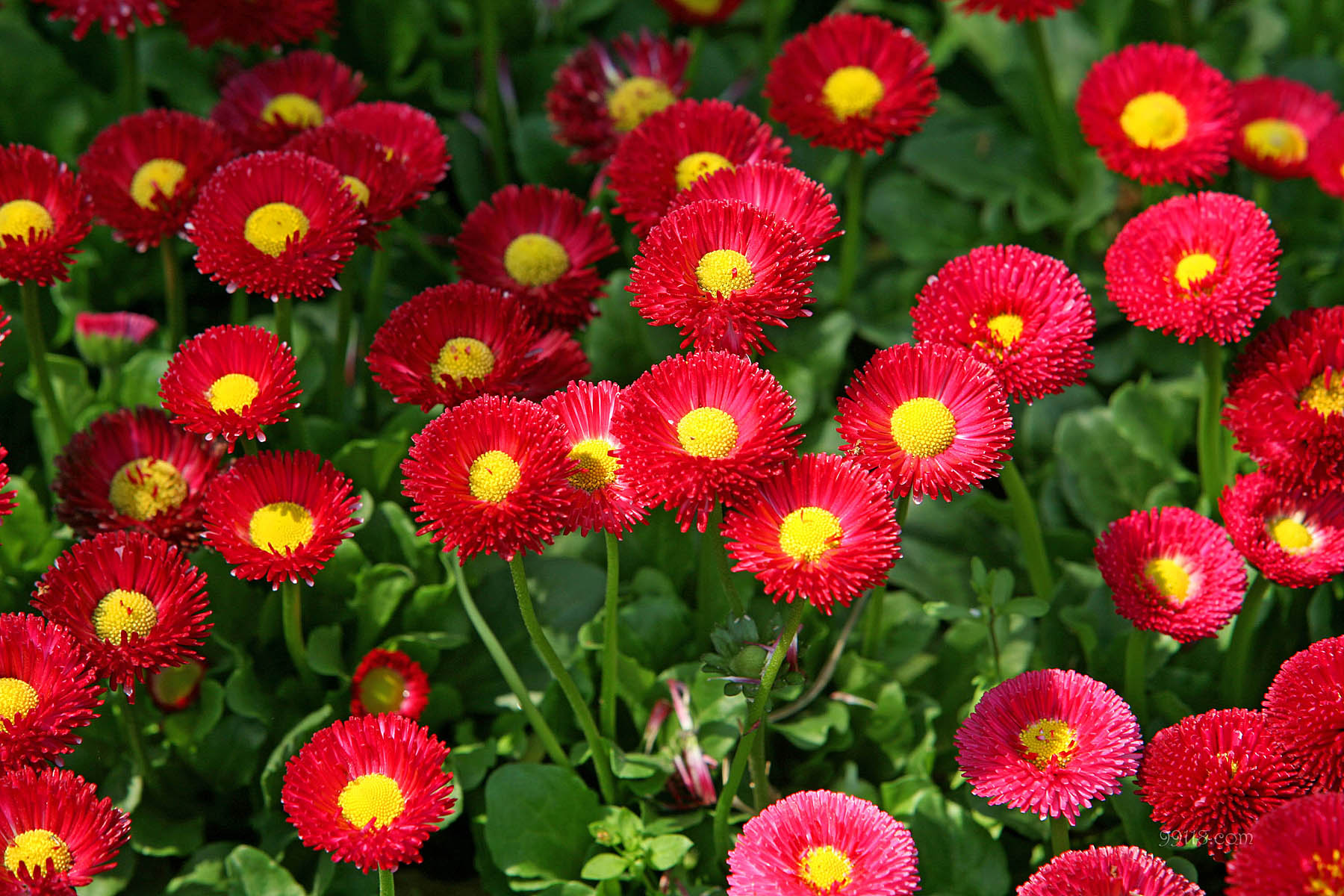 幸福花上不上征信(幸福花贷款不还什么后果)