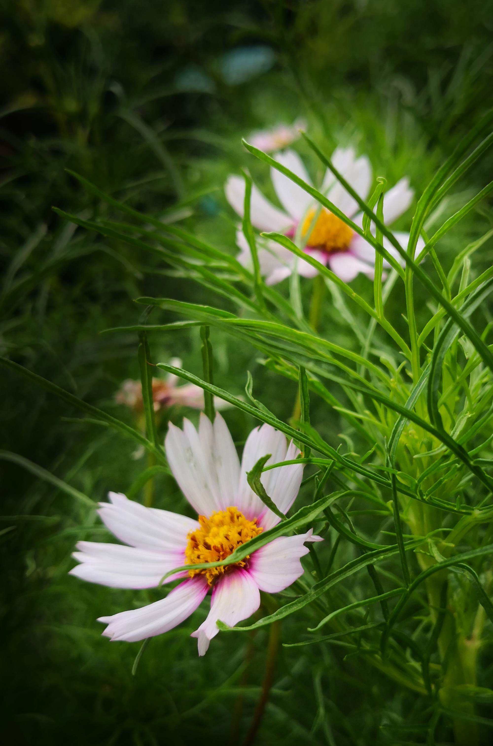 幸福花上不上征信(幸福花贷款不还什么后果)