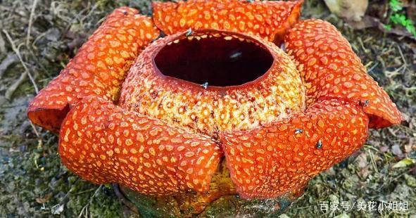 大王花注册(大王花在哪里买)