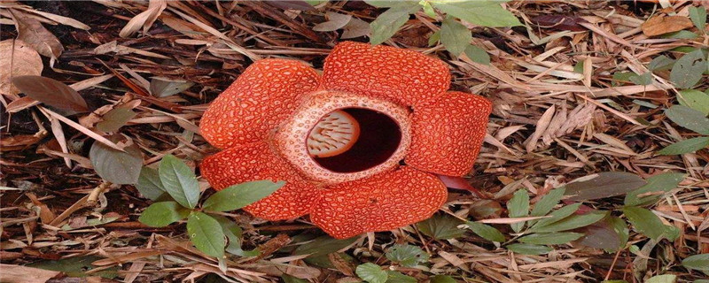 大王花注册(大王花在哪里买)