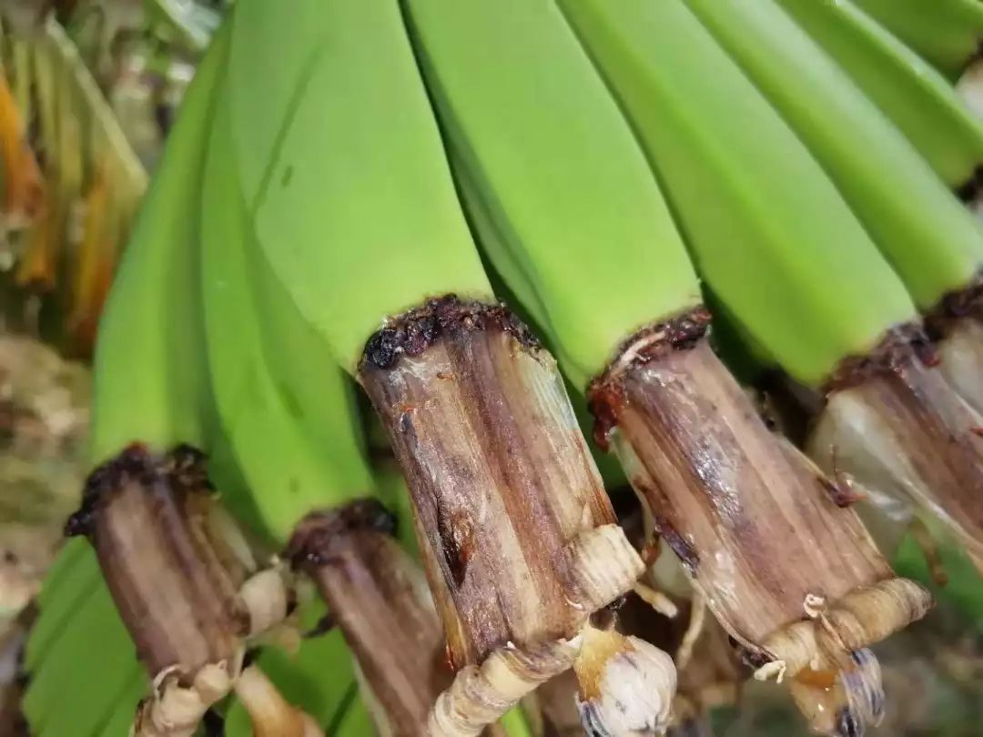 香蕉应急是正规平台吗(香蕉cp)