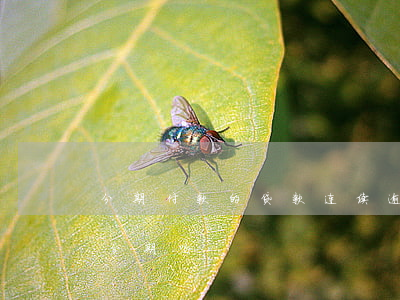 佳宝芬期逾期后可以不还吗(佳宝官网产品)