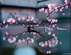 随你花最后怎么解决的(随你花歌曲视频)