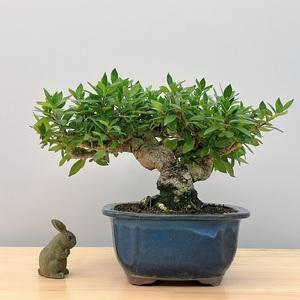 掌上花平台(掌上花骗局揭秘)
