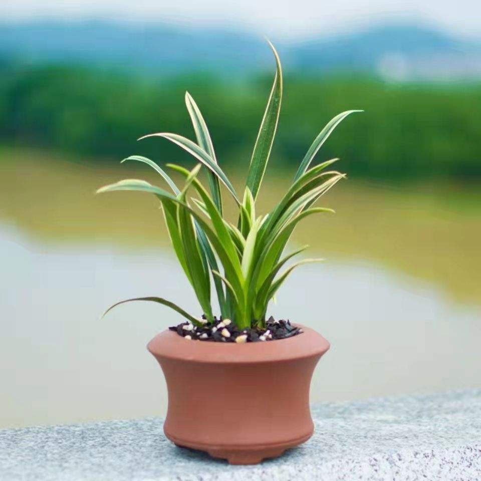 財唫花是哪个公司旗下(畅行花是哪个公司的)