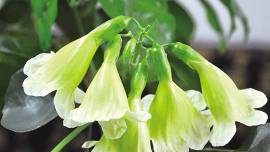 幸福花今天还会下款吗(幸福花上征信么)