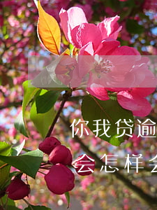 小富豪逾期上征信吗(小富豪rich)