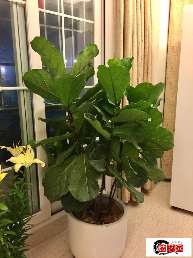 財唫花是哪个平台的(花是哪个平台)