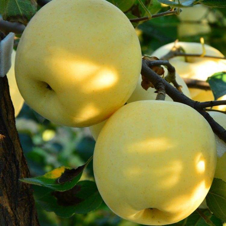 苹果树App苹果手机(搜苹果树)