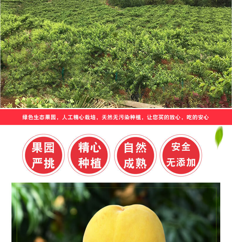 蜜桃分期强制放贷(蜜桃花借款可以不还吗)