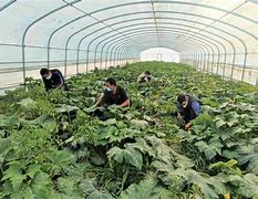 金葫芦贷款咋注销(金葫芦借1100三天还1500)