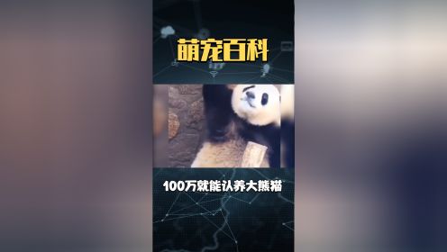 熊猫应急是黑网贷吗(熊猫平台是不是倒闭了)